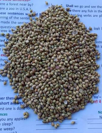 Coriander